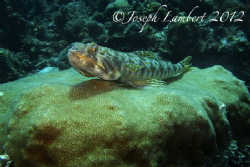 Lizard fish. Usually they're pretty well camouflaged but ... by Joseph Lambert 